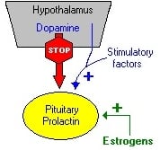 prolactin-hpta.jpg