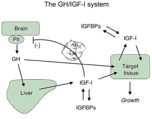 GH IGF-1 system