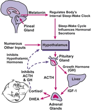 Turinabol cycle review