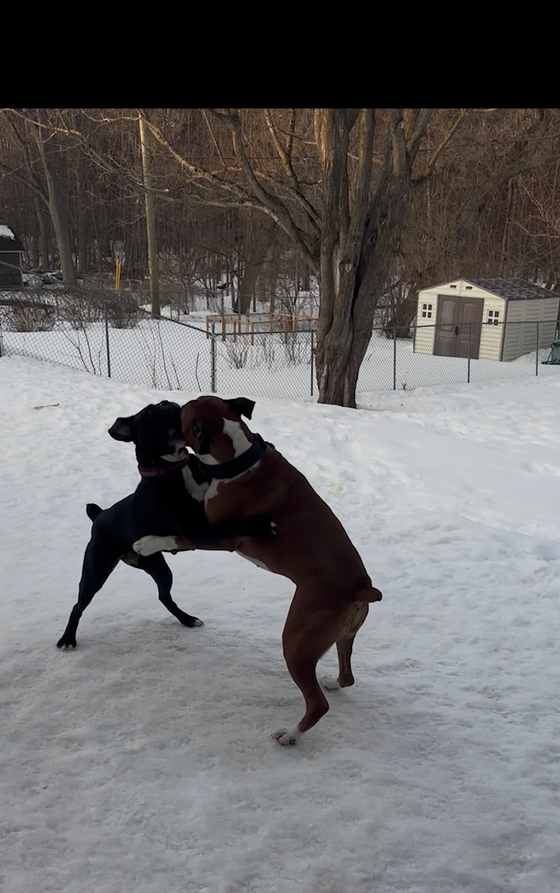 04Mar Boxers boxing.webp