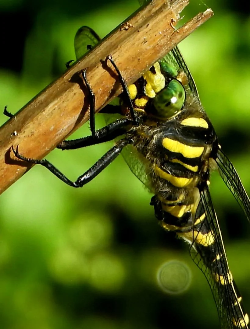 Golden Ringed Dragonfly.webp
