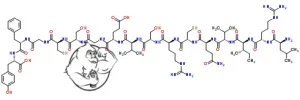 HGH-Fragment-176-191.webp HGH-Fragment-176-191.webp