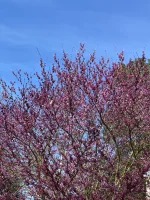 IMG_5275.webp