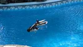Ducks!.webp