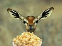 deer-eating-popcorn.webp
