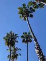 IMG_0708.webp