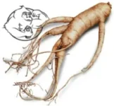 ginseng-root.webp ginseng-root.webp