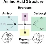 amino-acid-structure.webp amino-acid-structure.webp