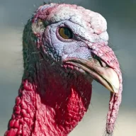 trenboTurkie