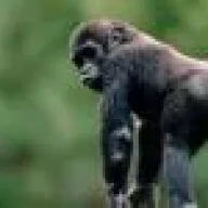 gorillamonkey