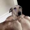Jessedavidlifts