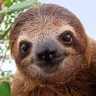 Slothboy