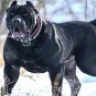 bbkkennels