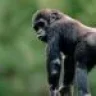 gorillamonkey