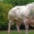 Bovine Muscle Bull