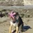 Starfishdog