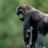 gorillamonkey