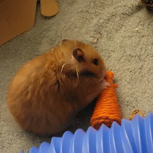 my hamster vikky 2 - Copy.jpg