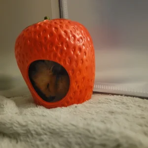 my hamster vikky 4 - Copy.jpg