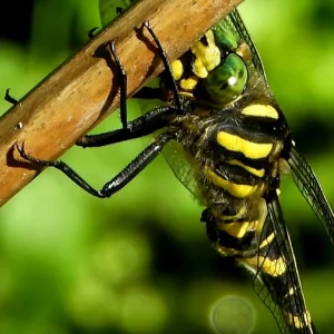 Golden Ringed Dragonfly.webp