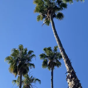 IMG_0708.jpeg