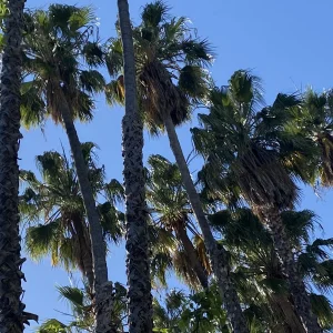 IMG_0711.jpeg