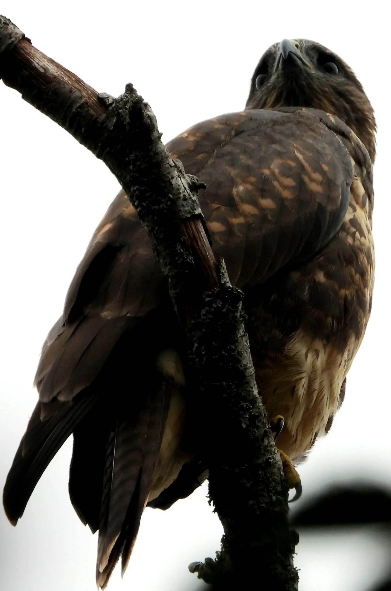 Buzzard.webp