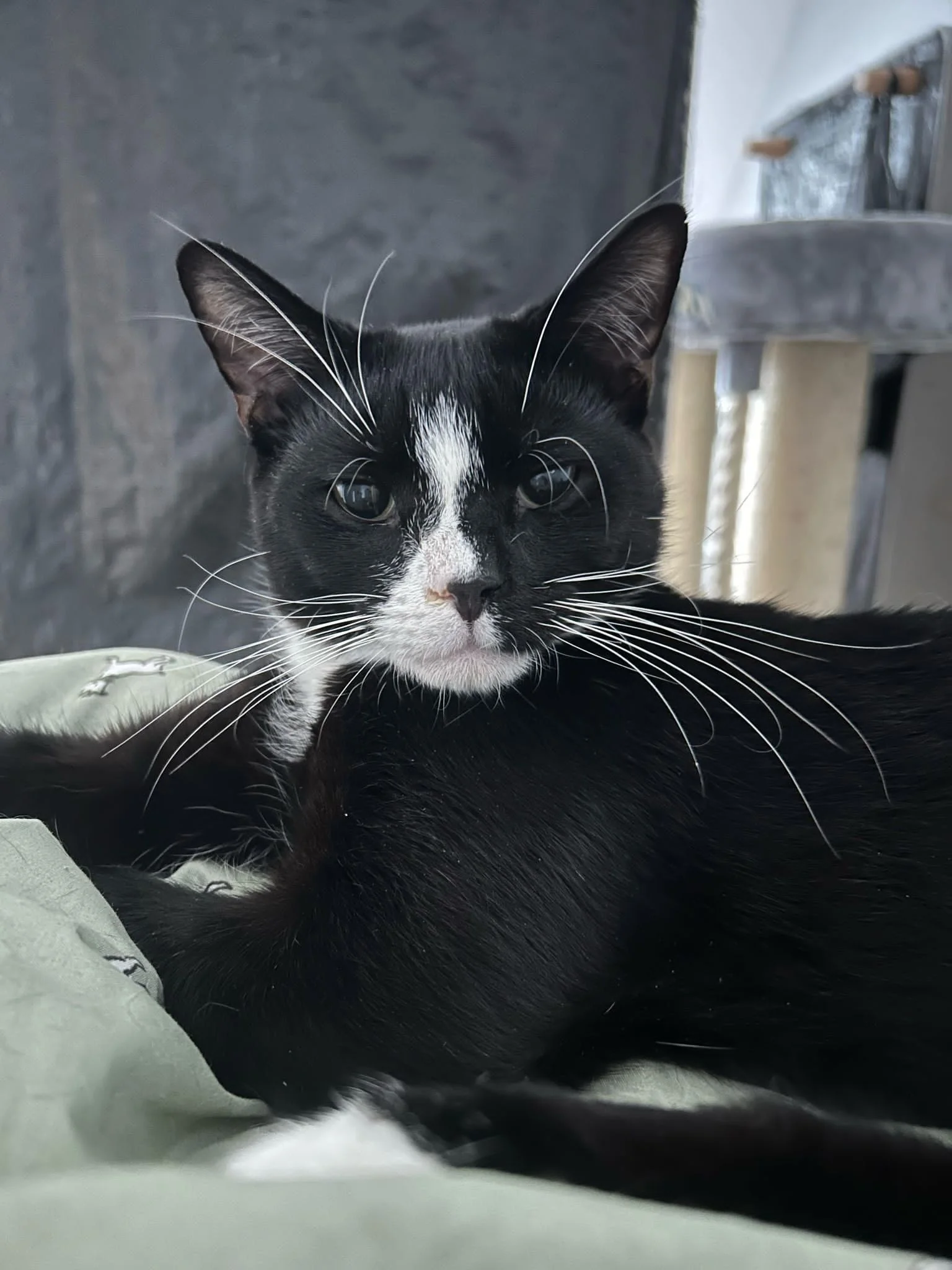 Cat 2.webp