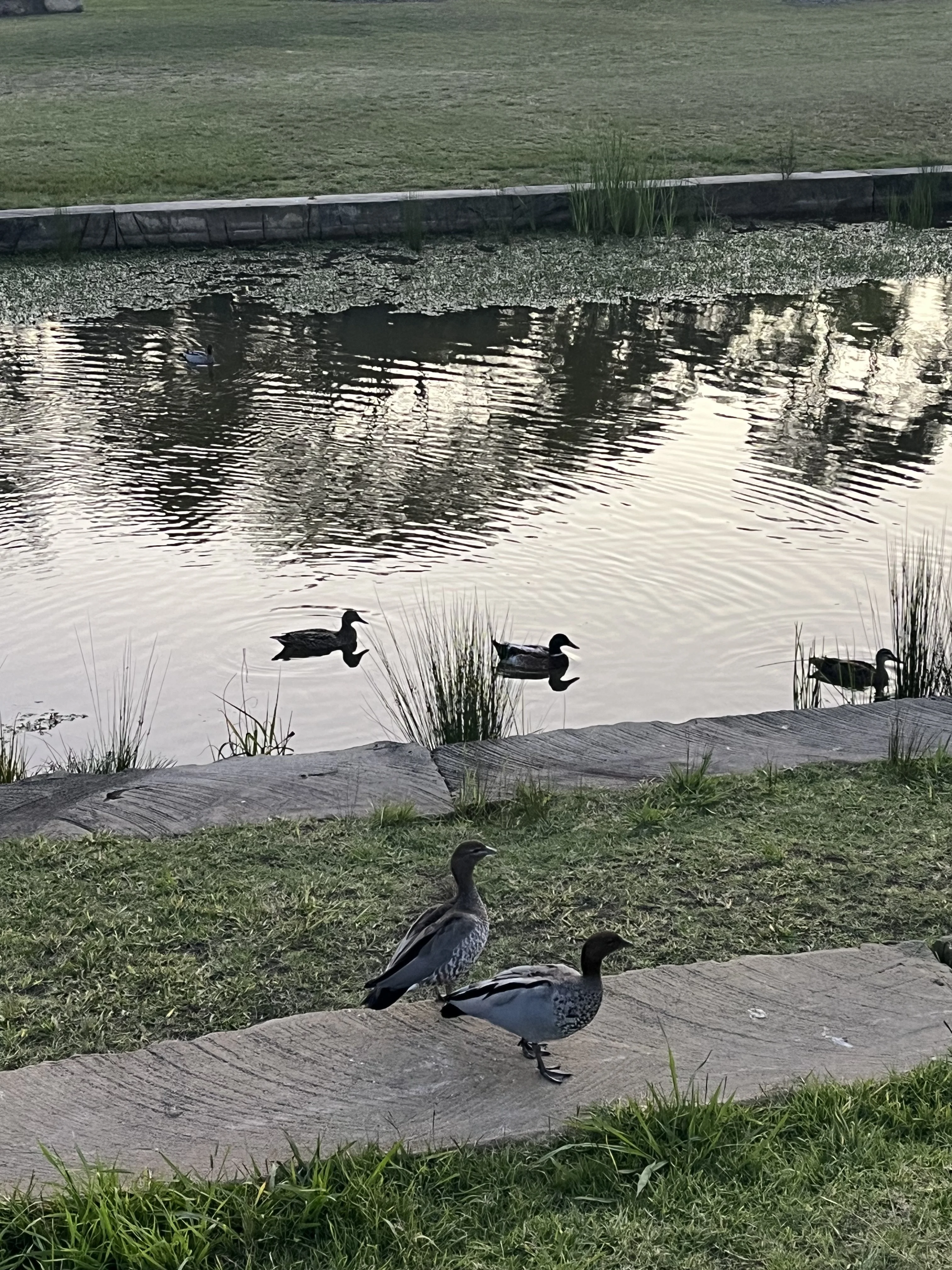 IMG_0703.jpeg