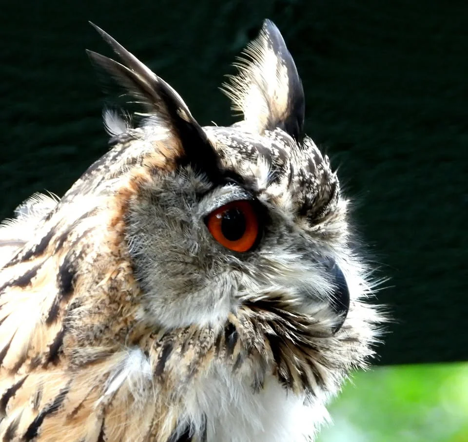 Owl.webp