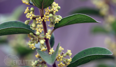 Gymnema-Sylvestre