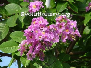 banaba leaf