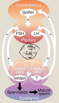 Male reproductive system HPTA