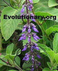 plectranthus barbatus plant