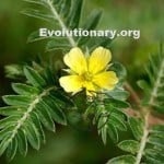 bulgarian tribulus terrestris