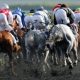 horseracing doping