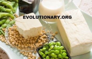 vegetarian food bodybuilding