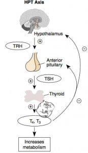 hpt-axis-hypothalamus-173x300.jpg