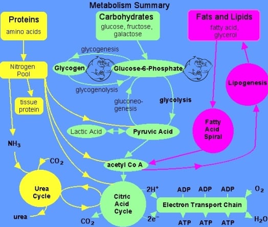 metabolism overview