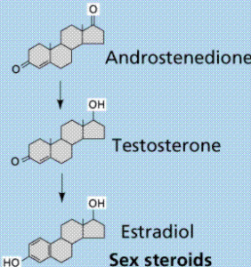 Long term anabolic steroid effects