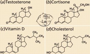 testosterone steroids cholesterol