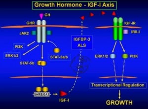 growth hormone igf-1 axis