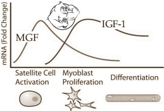 mgf igf-1