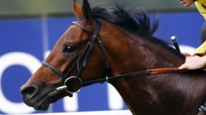 Life bans must for doped horses, says BHA chief exeutive