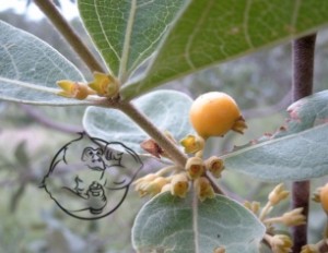 Fadogia Aggrestis plant
