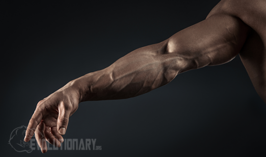 Keeping Muscle From a Steroid Cycle
