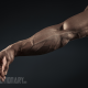 Keeping Muscle From a Steroid Cycle