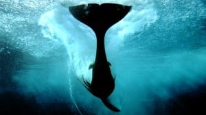 Lobbying Blitz Launched By SeaWorld Critics