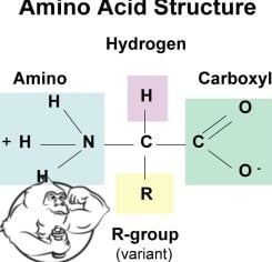 amino acids diet