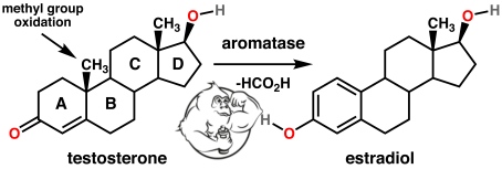 aromatase enzyme